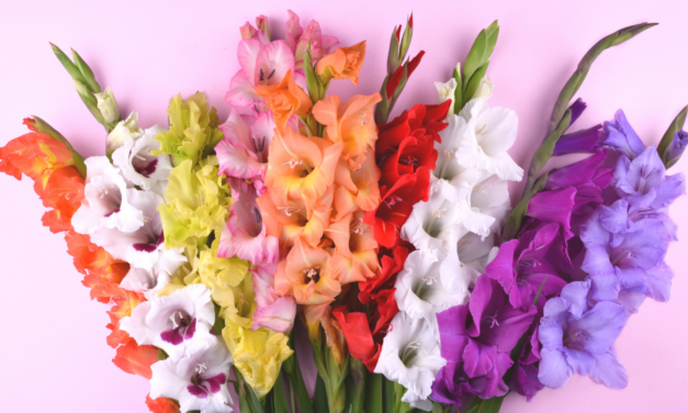Planting Spring Bulbs For Summer Beauty