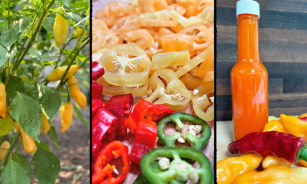 Homemade Fermented Hot Sauce