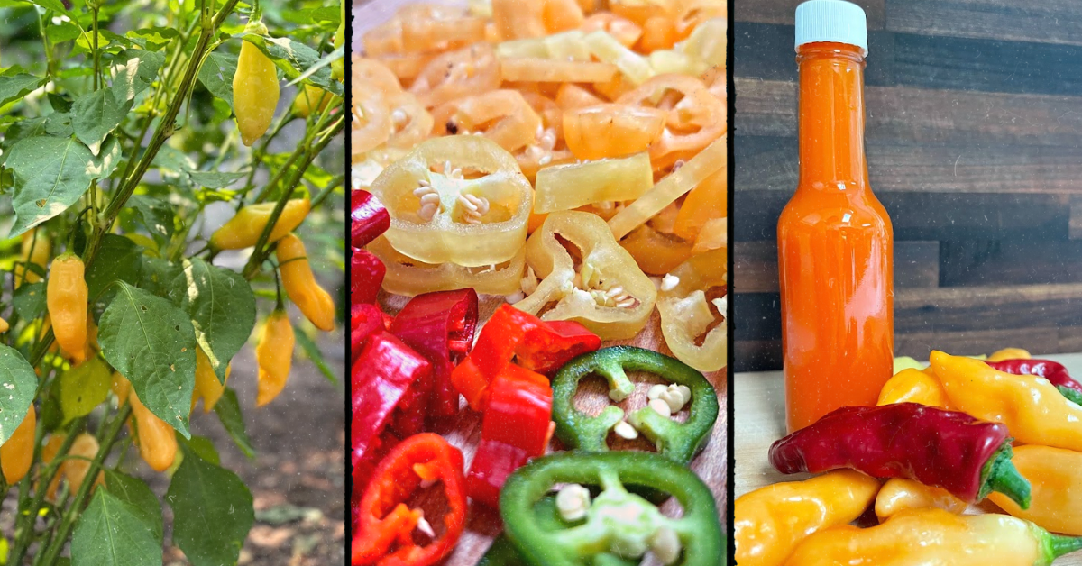 Homemade Fermented Hot Sauce
